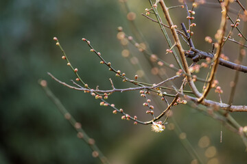 白梅と蕾、2月横浜大倉山公園