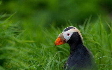 Tufted puffin in grass