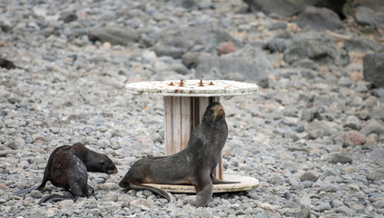 Fur seal