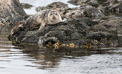seal on the rock