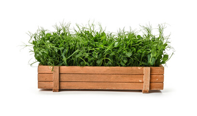 Green peas microgreen in wooden box on white