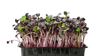 Purple radish microgreen in black tray on white