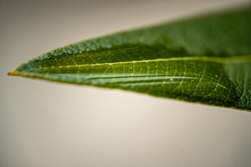 Foglia con goccia d'acqua