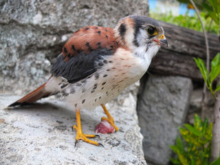 Un faucon crécerelle d'Amérique mâle, Florencia, Cuba 