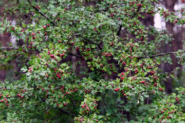 Naklejka na ściany i meble Bush crataegus monogyna with fruits in the summer forest