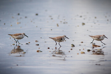 Sanderling (Calidris alba)