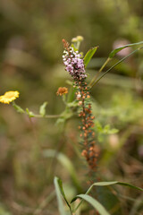 Closeup image of flowering plant wandering heath (Erica vegans).