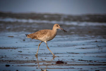 Willet (Tringa semipalmata)