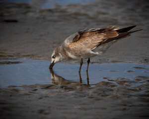 laughing gull (Leucophaeus atricilla)