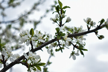 apple blossoms in early spring