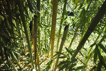 very nice bambu forest near my house