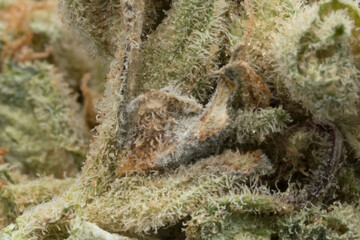 Mouldy Cannabis Flower