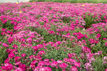 Fototapeta premium rows of young flowers aster in greenhouse with a lot of indoor plants on plantation