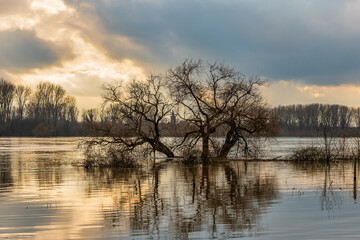 Fototapeta premium Flood on the Rhine, Germany.