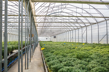 rows of young flowers in greenhouse with a lot of indoor plants on plantation