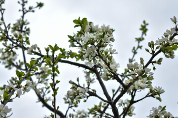 apple blossoms in early spring