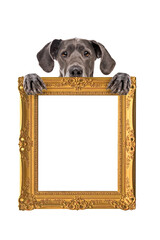 Great Dane dog holding an empty golden frame in front of a white background