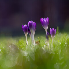 First purple Crocus flowers announcing that spring is coming with a bokeh background. Crocus is a genus of flowering plants in the iris family comprising 90 species of perennials growing from corms