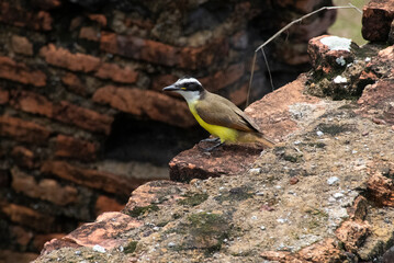 Bem-te-vi (Pitangus sulphuratus) e as velhas e imponentes muralhas da Fortaleza de Macapá são um testemunho do passado colonial do Brasil. 
