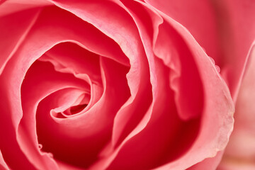 Fototapeta na wymiar Pink flower seen from above, selective focus