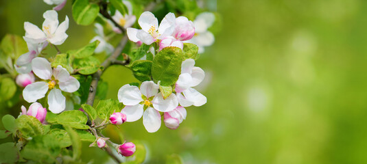 Spring Nature background with blossoming Apple tree