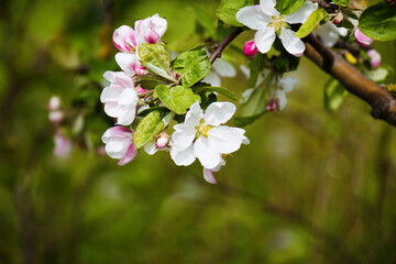 Apple tree Flowers closeup