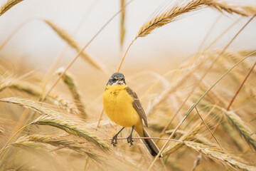 Western Yellow Wagtail. Motacilla Flava Is A Small Passerine In The Wagtail Family Motacillidae, Which Also Includes The Pipits And Longclaws. This Species Breeds In Much Of Temperate Europe And Asia