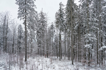 Snowy winter landscape. Snow covered forest in mountain.
