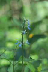 Flores