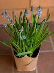 Beautiful spring blue grape hyacinth in a pot