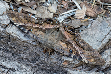 Black Witch Moth (Ascalapha odorata)