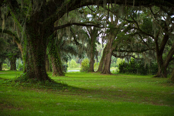 Fototapeta na wymiar Oak trees and green covered woods in Florida after heavy rain. 