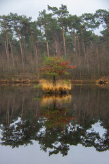 Fototapeta na wymiar Tree reflecting on still water