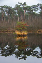 Obraz premium Tree reflecting on still water