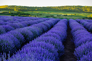 Fototapeta na wymiar Purple lavender field with green landscape in the background