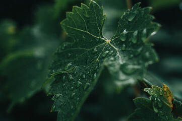 Grape Leaf - Water, rain drops