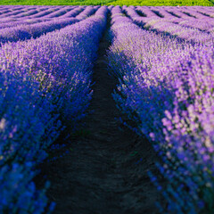 Lavender flower field detail with purple flower rows in the rural country of Transylvania