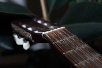 Fototapeta premium guitar fretboard with nylon strings on the background of a houseplant