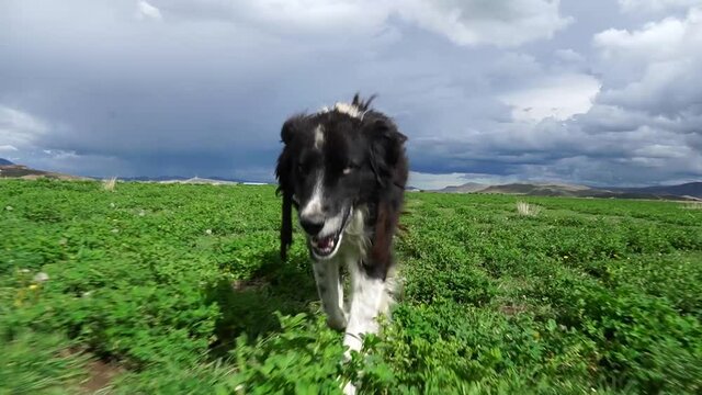 Perro corriendo en camara lenta en el campo
