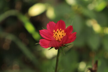 flor 
silvestre
amor
flores 
rosas
fauna
