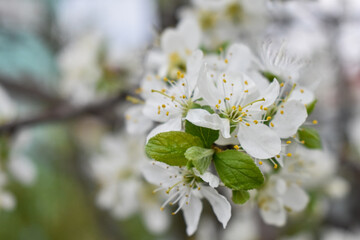 apple blossoms in early spring