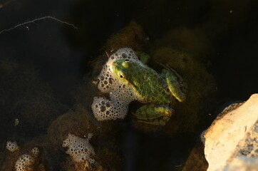 Green frog  photographed from above.