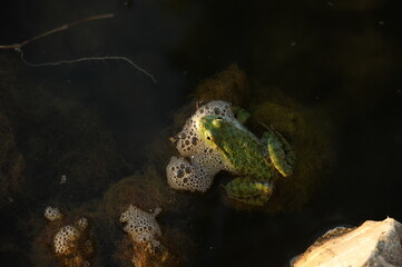 Green frog  photographed from above.