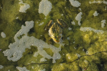 Fototapeta na wymiar frog. green water bush photographed from above.