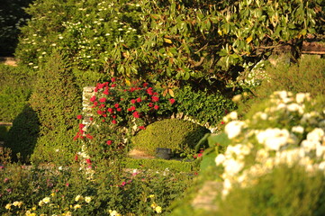 The gardens of Balchik. Red roses blooming in the beautiful gardens of Balchik, Bulgaria. Photo of the day.