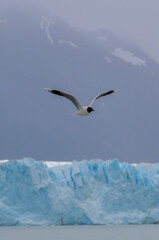 Fototapeta na wymiar Patagonia land of the glaciers