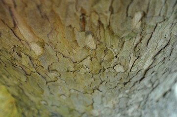 Elm. Tree scotch in detail in a beautiful spring. Photo during the day.