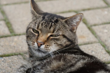 Obraz premium Meine süße Wildkatze