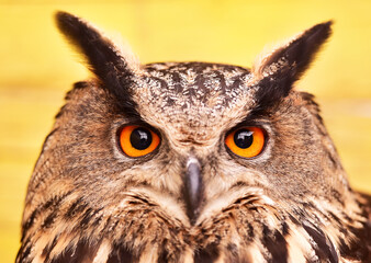Owl or owl is a name given to several species of birds in the Strigidae Family, detail, day photography.