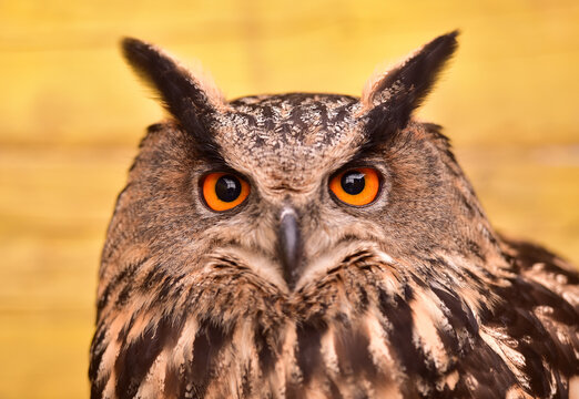 Owl or owl is a name given to several species of birds in the Strigidae Family, detail, day photography.